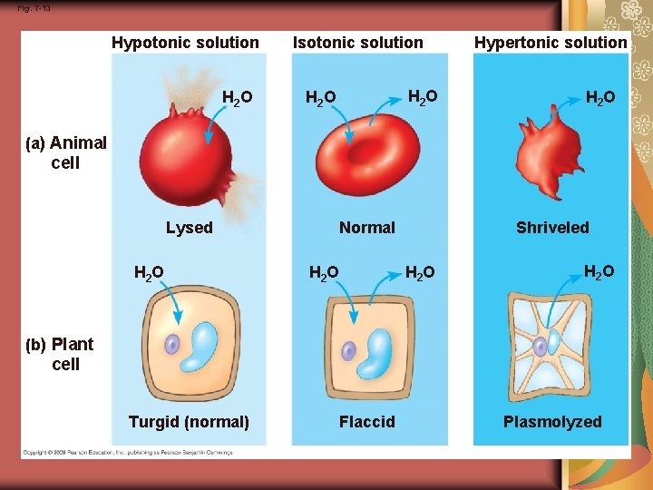 Fig. 7 -13 Hypotonic solution H 2 O Isotonic solution H 2 O Hypertonic