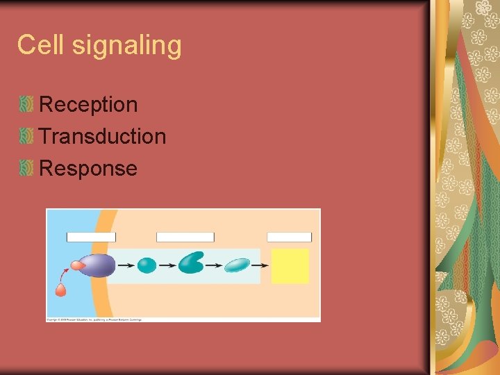 Cell signaling Reception Transduction Response 