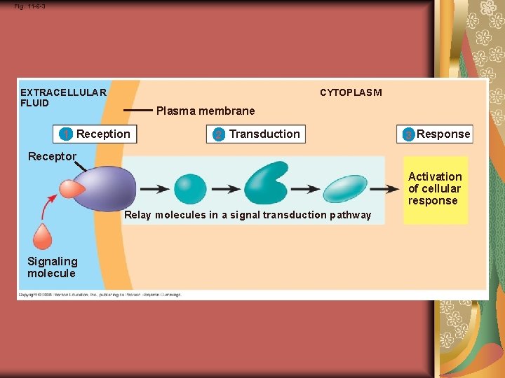 Fig. 11 -6 -3 CYTOPLASM EXTRACELLULAR FLUID Plasma membrane 1 Reception 2 Transduction 3