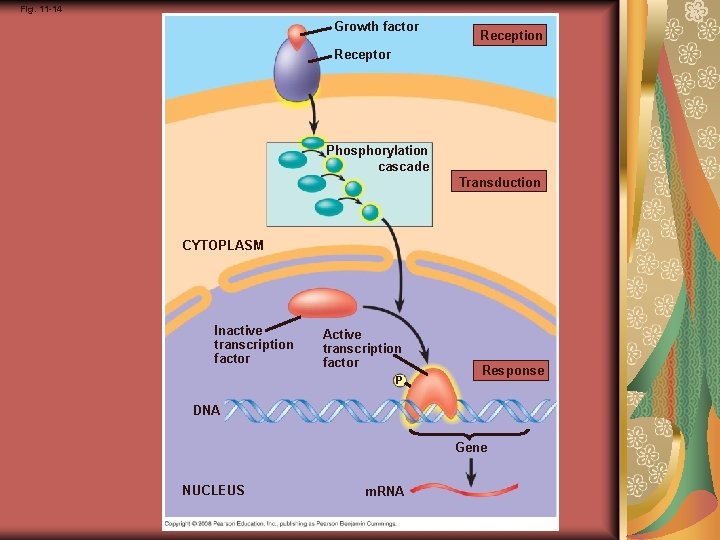 Fig. 11 -14 Growth factor Reception Receptor Phosphorylation cascade Transduction CYTOPLASM Inactive transcription factor