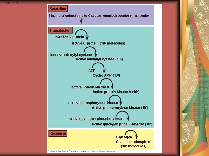 Fig. 11 -15 Reception Binding of epinephrine to G protein-coupled receptor (1 molecule) Transduction