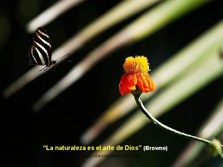 “La naturaleza es el arte de Dios” (Browne) www. vitanoblepowerpoints. net 