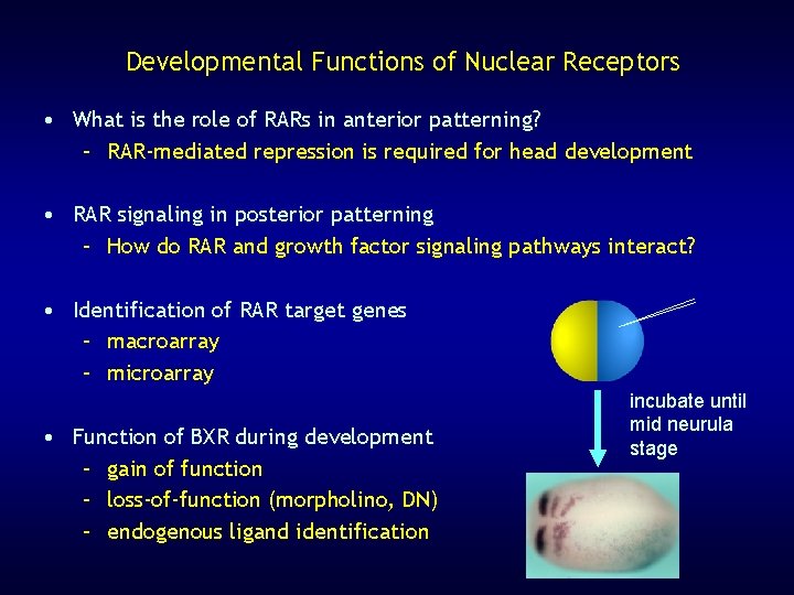 Developmental Functions of Nuclear Receptors • What is the role of RARs in anterior