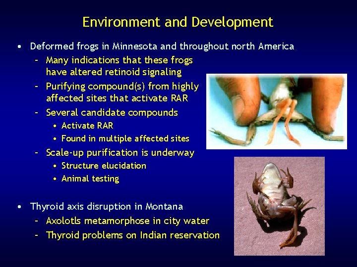 Environment and Development • Deformed frogs in Minnesota and throughout north America – Many