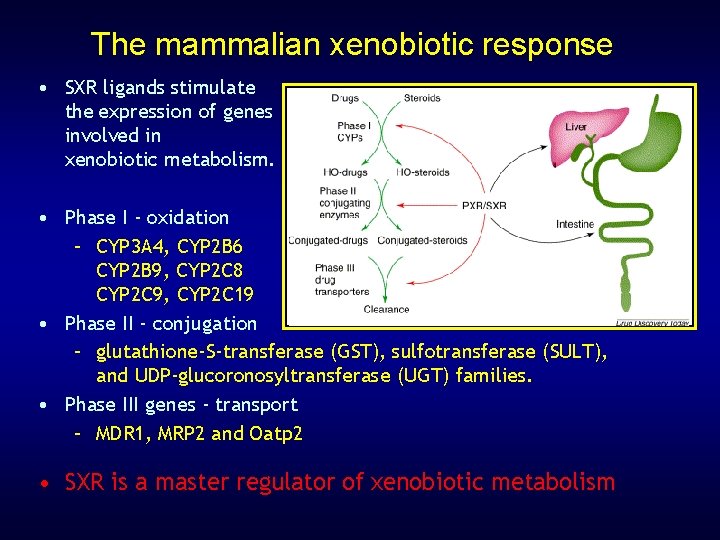 The mammalian xenobiotic response • SXR ligands stimulate the expression of genes involved in