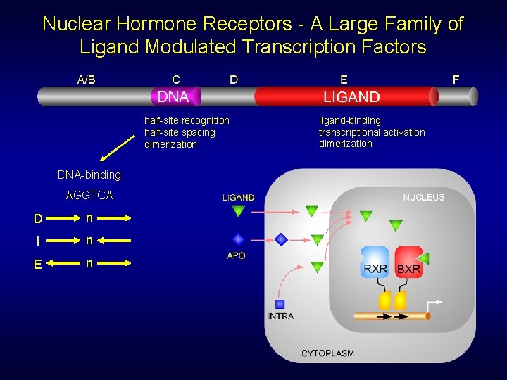 Nuclear Hormone Receptors - A Large Family of Ligand Modulated Transcription Factors half-site recognition