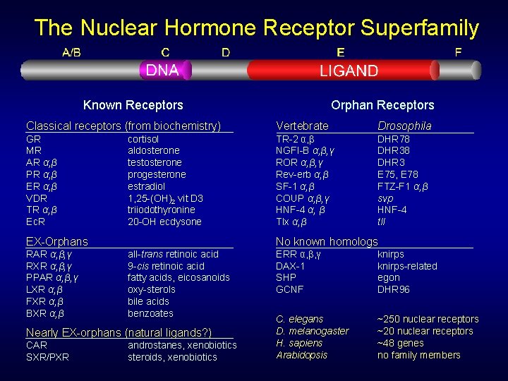 The Nuclear Hormone Receptor Superfamily Known Receptors Orphan Receptors Classical receptors (from biochemistry) Vertebrate