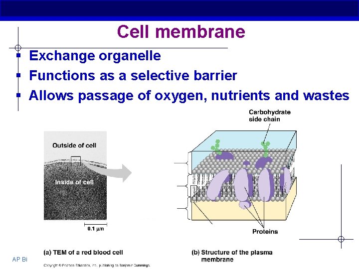 Cell membrane § Exchange organelle § Functions as a selective barrier § Allows passage