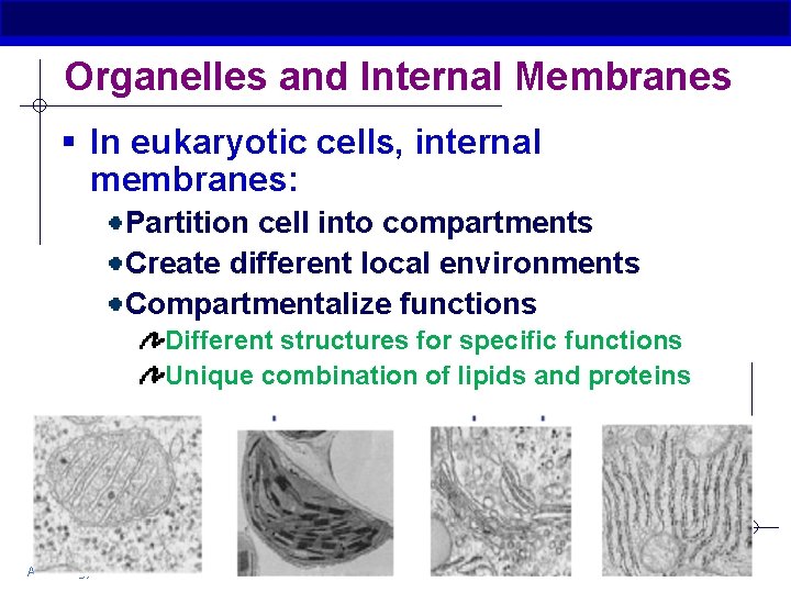 Organelles and Internal Membranes § In eukaryotic cells, internal membranes: Partition cell into compartments