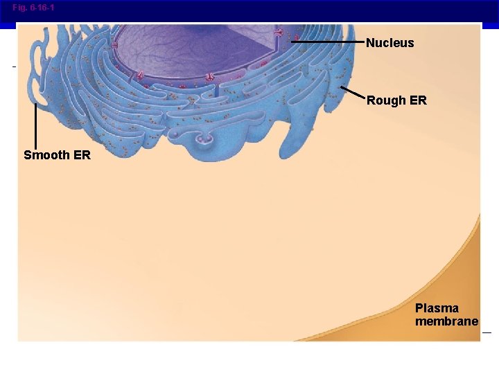Fig. 6 -16 -1 Nucleus Rough ER Smooth ER Plasma membrane 