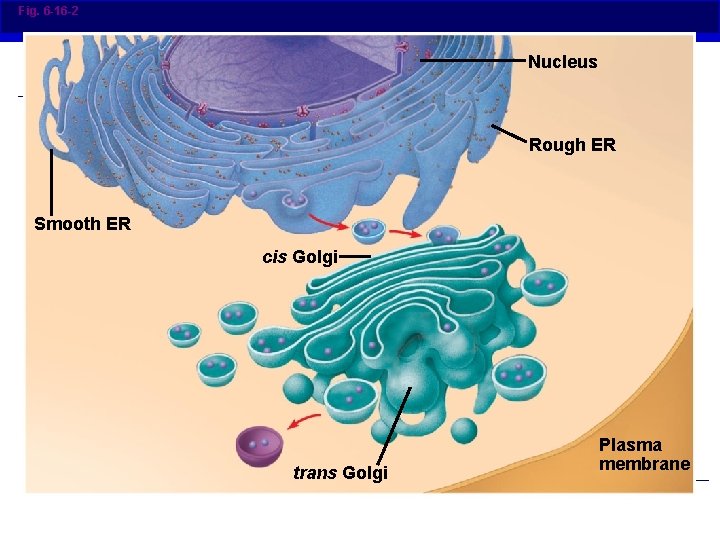Fig. 6 -16 -2 Nucleus Rough ER Smooth ER cis Golgi trans Golgi Plasma