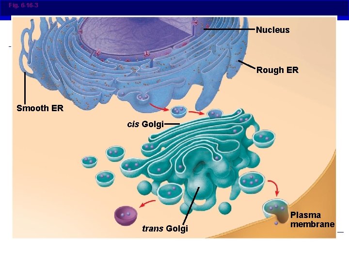 Fig. 6 -16 -3 Nucleus Rough ER Smooth ER cis Golgi trans Golgi Plasma