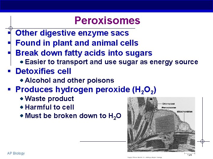 Peroxisomes § Other digestive enzyme sacs § Found in plant and animal cells §
