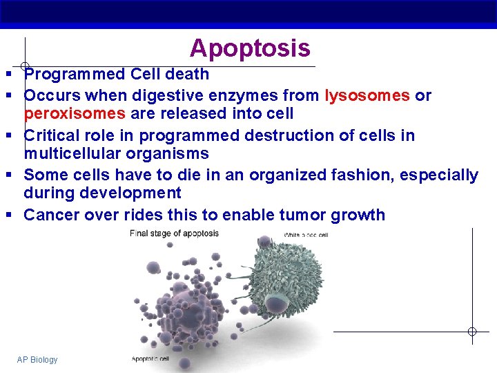 Apoptosis § Programmed Cell death § Occurs when digestive enzymes from lysosomes or peroxisomes