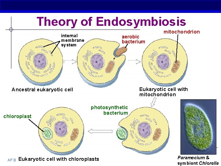 Theory of Endosymbiosis internal membrane system aerobic bacterium Eukaryotic cell with mitochondrion Ancestral eukaryotic