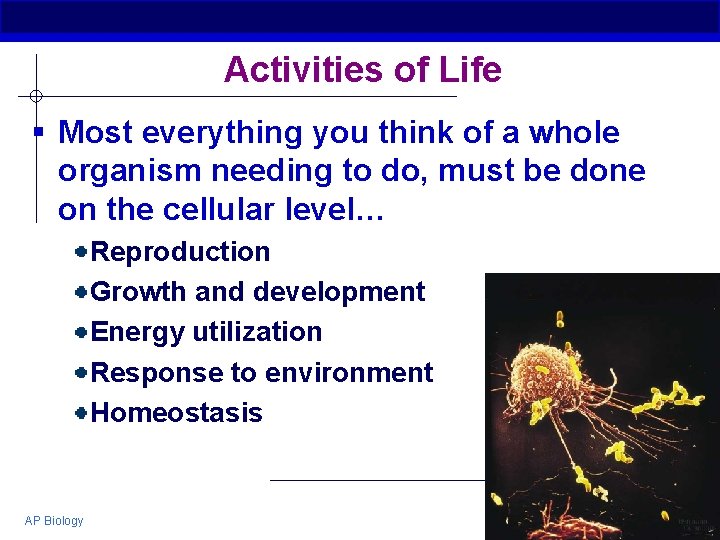 Activities of Life § Most everything you think of a whole organism needing to