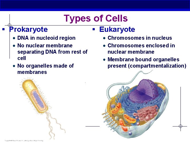 Types of Cells § Prokaryote DNA in nucleoid region No nuclear membrane separating DNA