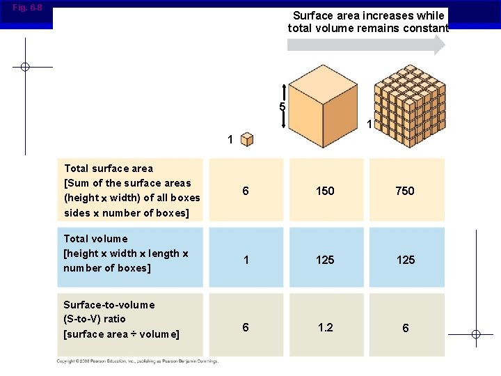 Fig. 6 -8 Surface area increases while total volume remains constant 5 1 1