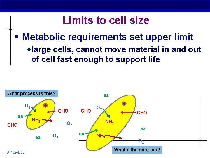 Limits to cell size § Metabolic requirements set upper limit large cells, cannot move