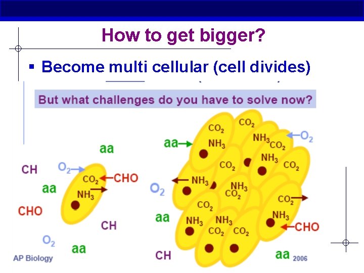 How to get bigger? § Become multi cellular (cell divides) AP Biology 