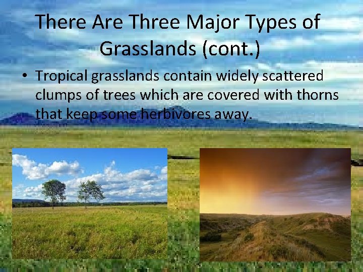 There Are Three Major Types of Grasslands (cont. ) • Tropical grasslands contain widely