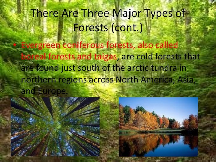 There Are Three Major Types of Forests (cont. ) • Evergreen coniferous forests, also