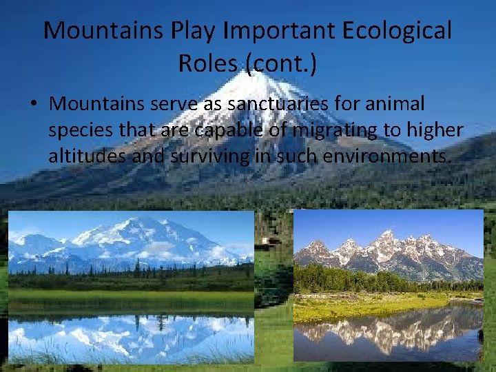 Mountains Play Important Ecological Roles (cont. ) • Mountains serve as sanctuaries for animal