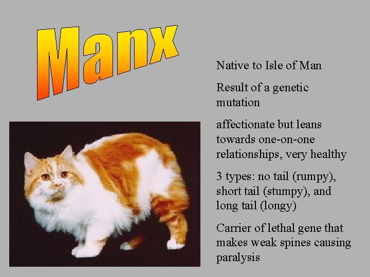 Native to Isle of Man Result of a genetic mutation affectionate but leans towards