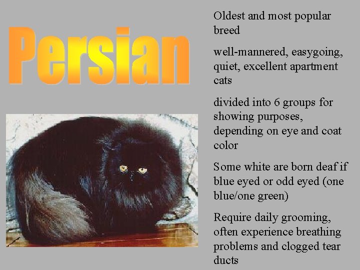 Oldest and most popular breed well-mannered, easygoing, quiet, excellent apartment cats divided into 6