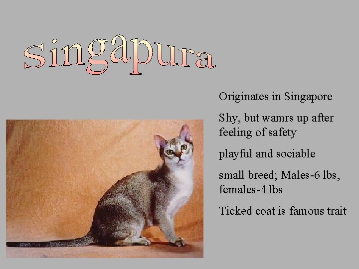 Originates in Singapore Shy, but wamrs up after feeling of safety playful and sociable