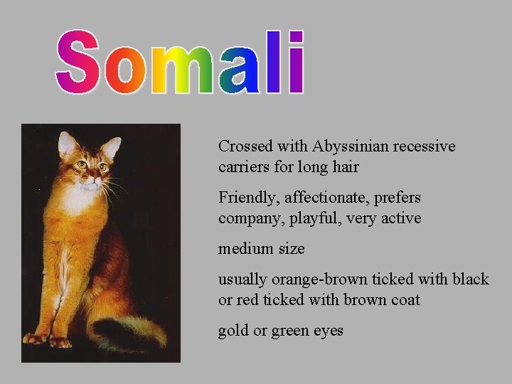 Crossed with Abyssinian recessive carriers for long hair Friendly, affectionate, prefers company, playful, very