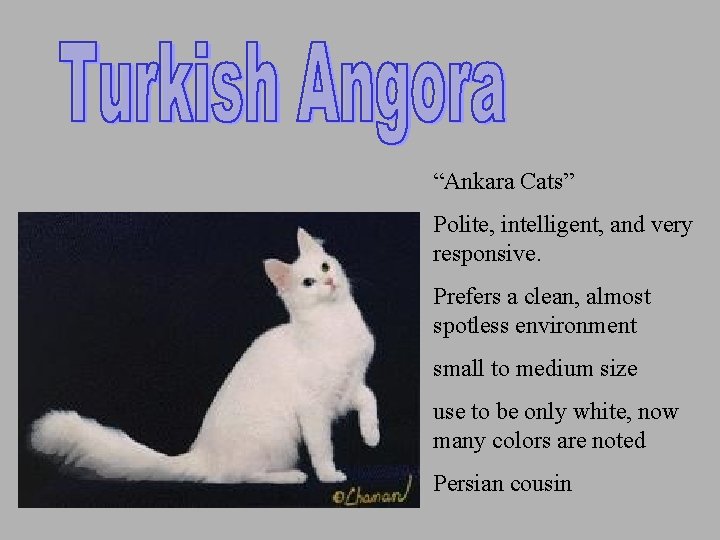 “Ankara Cats” Polite, intelligent, and very responsive. Prefers a clean, almost spotless environment small