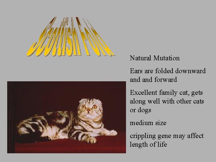 Natural Mutation Ears are folded downward and forward Excellent family cat, gets along well