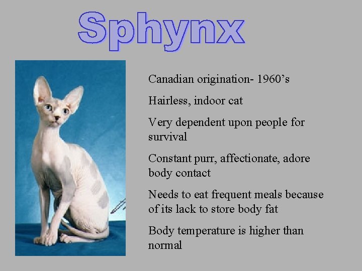 Canadian origination- 1960’s Hairless, indoor cat Very dependent upon people for survival Constant purr,