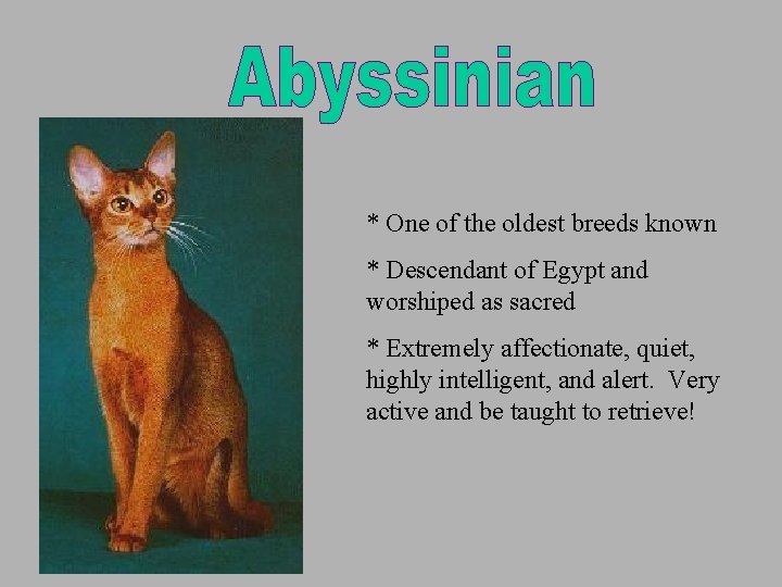 * One of the oldest breeds known * Descendant of Egypt and worshiped as