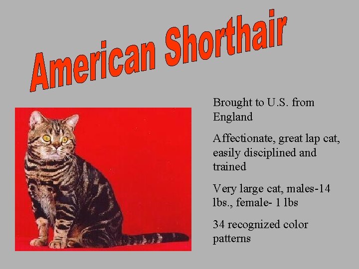 Brought to U. S. from England Affectionate, great lap cat, easily disciplined and trained