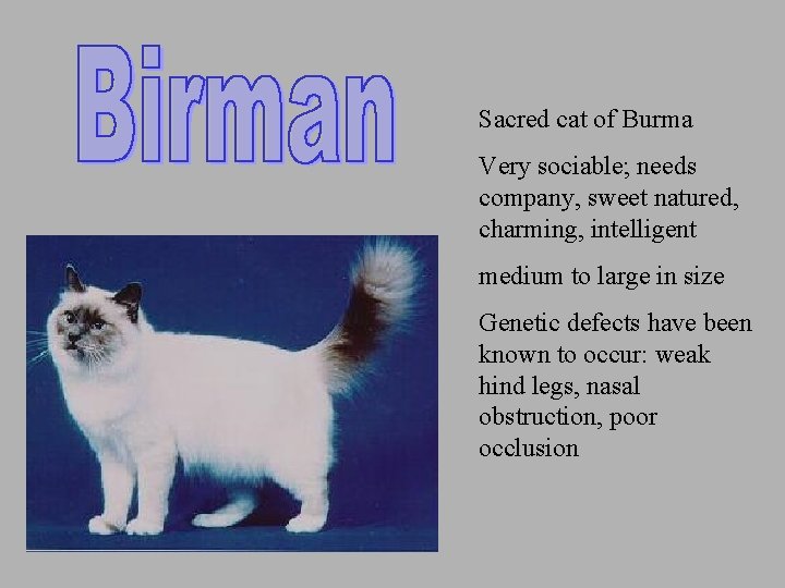 Sacred cat of Burma Very sociable; needs company, sweet natured, charming, intelligent medium to