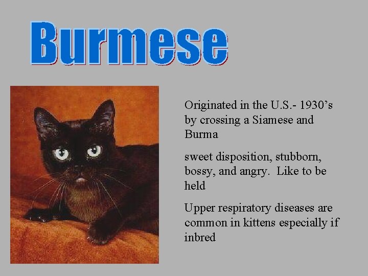 Originated in the U. S. - 1930’s by crossing a Siamese and Burma sweet
