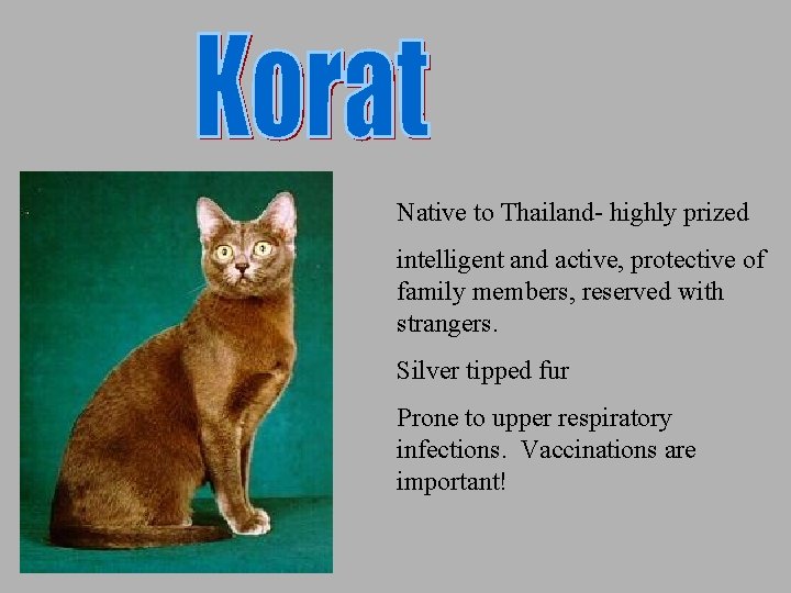 Native to Thailand- highly prized intelligent and active, protective of family members, reserved with