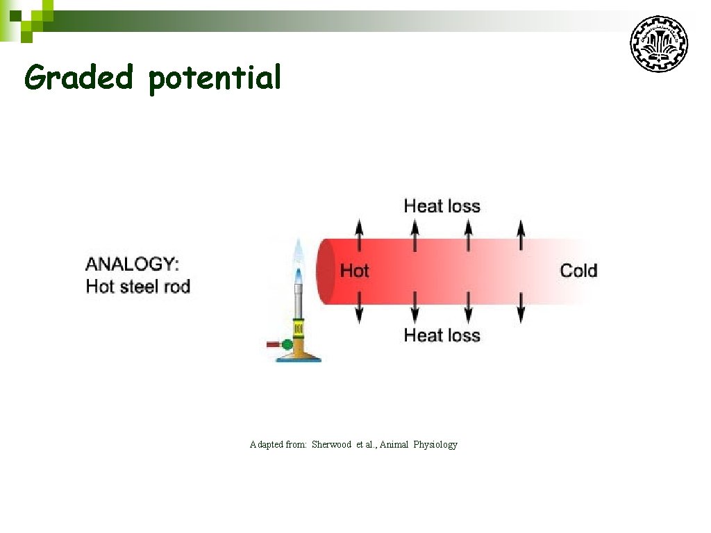 Graded potential Adapted from: Sherwood et al. , Animal Physiology 