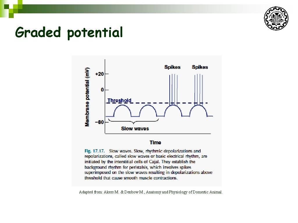 Graded potential Adapted from: Akers M. & Denbow M. , Anatomy and Physiology of