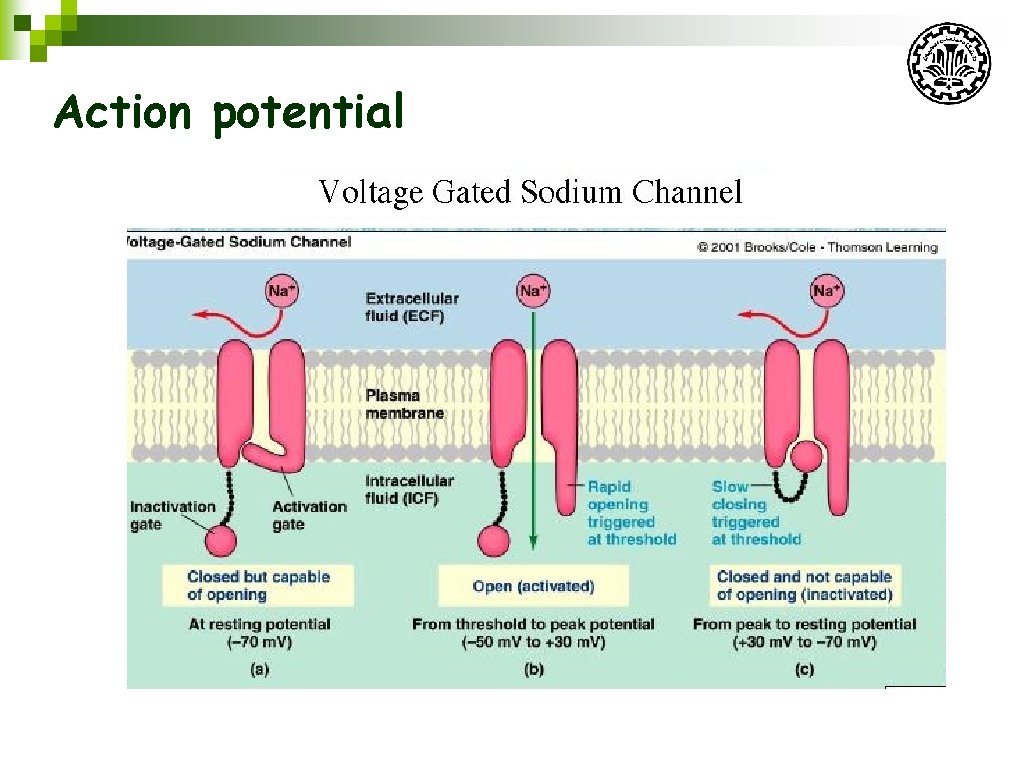 Action potential 