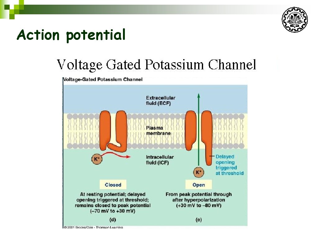 Action potential 