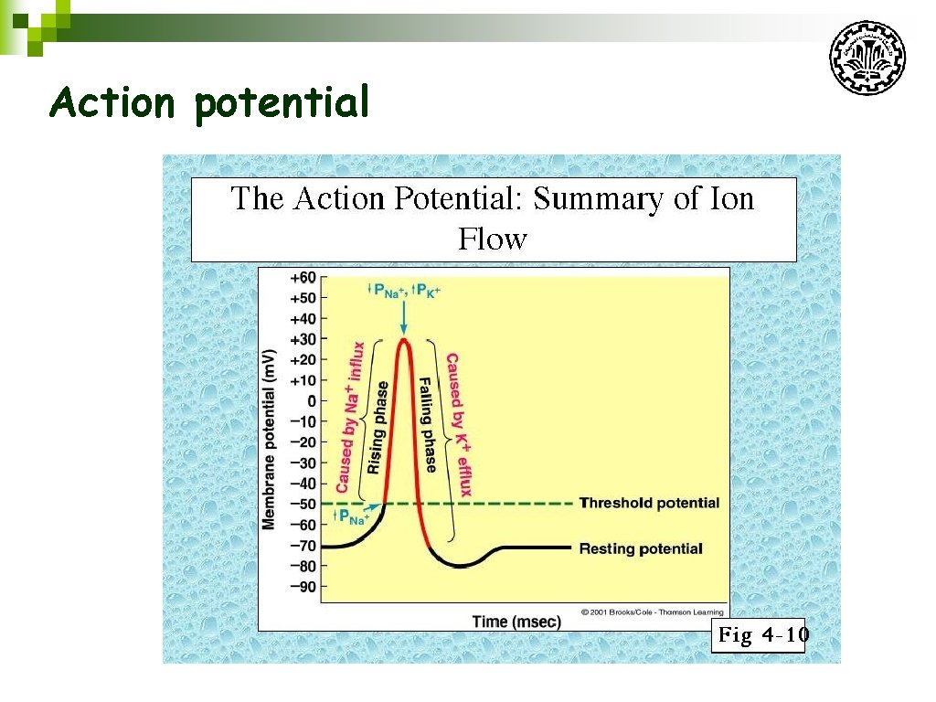 Action potential 