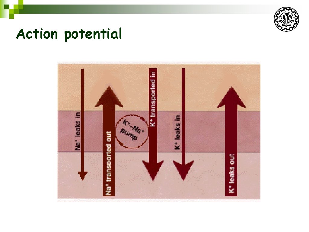 Action potential 