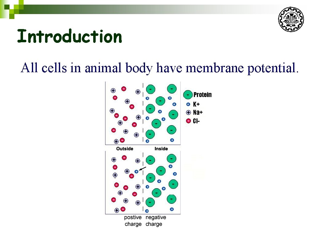 Introduction All cells in animal body have membrane potential. 