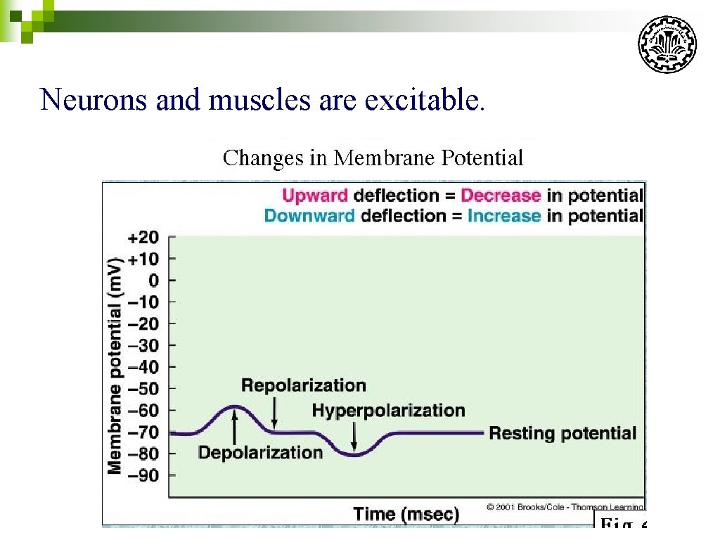 Neurons and muscles are excitable. 