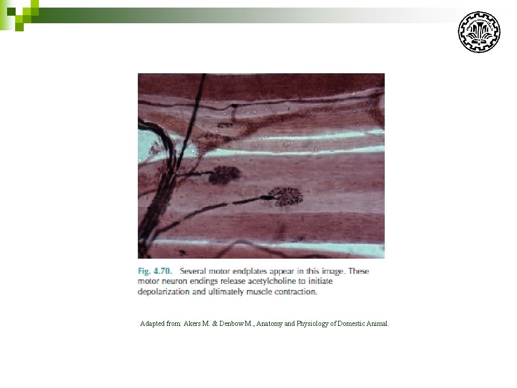 Adapted from: Akers M. & Denbow M. , Anatomy and Physiology of Domestic Animal.