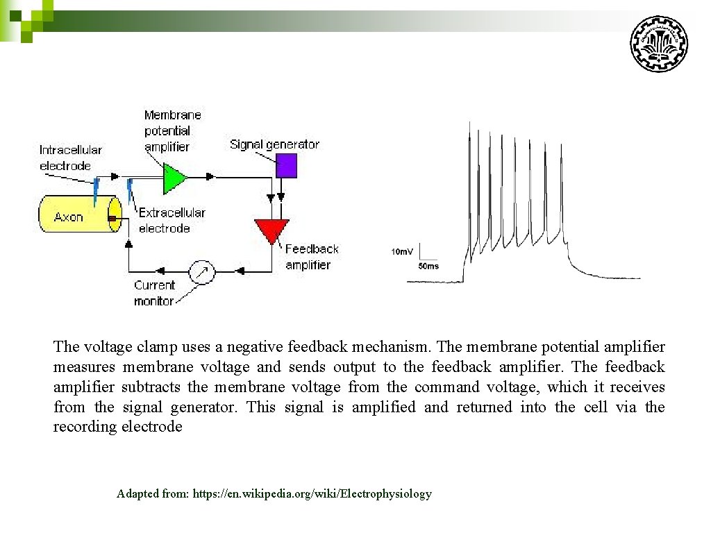 The voltage clamp uses a negative feedback mechanism. The membrane potential amplifier measures membrane