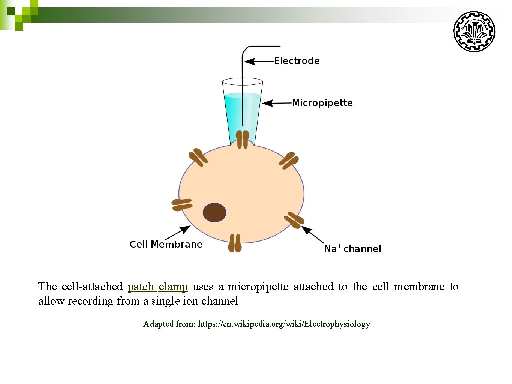 The cell-attached patch clamp uses a micropipette attached to the cell membrane to allow